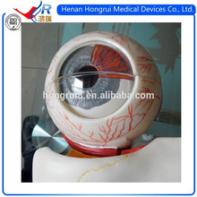 ISO Advanced Medical Eyeball Model